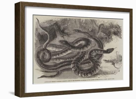 Australian Venemous Serpents Recently Added to the Collection of Reptiles in the Gardens of the Zoo-null-Framed Giclee Print