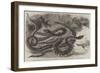 Australian Venemous Serpents Recently Added to the Collection of Reptiles in the Gardens of the Zoo-null-Framed Giclee Print