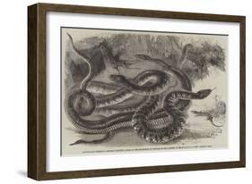 Australian Venemous Serpents Recently Added to the Collection of Reptiles in the Gardens of the Zoo-null-Framed Giclee Print