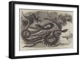 Australian Venemous Serpents Recently Added to the Collection of Reptiles in the Gardens of the Zoo-null-Framed Giclee Print