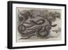 Australian Venemous Serpents Recently Added to the Collection of Reptiles in the Gardens of the Zoo-null-Framed Giclee Print