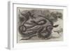 Australian Venemous Serpents Recently Added to the Collection of Reptiles in the Gardens of the Zoo-null-Framed Giclee Print