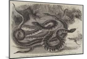 Australian Venemous Serpents Recently Added to the Collection of Reptiles in the Gardens of the Zoo-null-Mounted Giclee Print