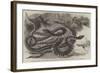 Australian Venemous Serpents Recently Added to the Collection of Reptiles in the Gardens of the Zoo-null-Framed Giclee Print