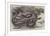 Australian Venemous Serpents Recently Added to the Collection of Reptiles in the Gardens of the Zoo-null-Framed Giclee Print