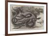 Australian Venemous Serpents Recently Added to the Collection of Reptiles in the Gardens of the Zoo-null-Framed Giclee Print