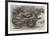 Australian Venemous Serpents Recently Added to the Collection of Reptiles in the Gardens of the Zoo-null-Framed Giclee Print