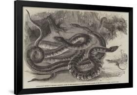 Australian Venemous Serpents Recently Added to the Collection of Reptiles in the Gardens of the Zoo-null-Framed Giclee Print