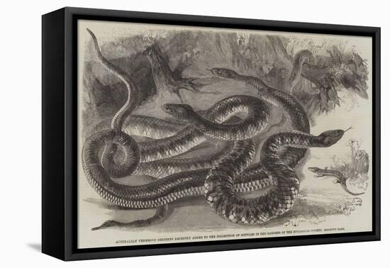 Australian Venemous Serpents Recently Added to the Collection of Reptiles in the Gardens of the Zoo-null-Framed Stretched Canvas