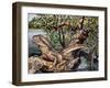 Australian Water Dragon (Intellagama Lesueurii or Physignathus Lesueurii), Agamidae-null-Framed Giclee Print