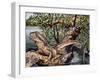 Australian Water Dragon (Intellagama Lesueurii or Physignathus Lesueurii), Agamidae-null-Framed Giclee Print