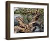 Australian Water Dragon (Intellagama Lesueurii or Physignathus Lesueurii), Agamidae-null-Framed Giclee Print