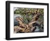 Australian Water Dragon (Intellagama Lesueurii or Physignathus Lesueurii), Agamidae-null-Framed Giclee Print