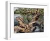 Australian Water Dragon (Intellagama Lesueurii or Physignathus Lesueurii), Agamidae-null-Framed Giclee Print