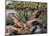 Australian Water Dragon (Intellagama Lesueurii or Physignathus Lesueurii), Agamidae-null-Mounted Giclee Print