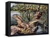 Australian Water Dragon (Intellagama Lesueurii or Physignathus Lesueurii), Agamidae-null-Framed Stretched Canvas