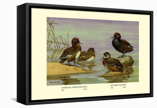 Australian White-Eyed and Southern Pochard Ducks-Allan Brooks-Framed Stretched Canvas