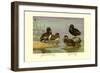 Australian White-Eyed and Southern Pochard Ducks-Allan Brooks-Framed Art Print