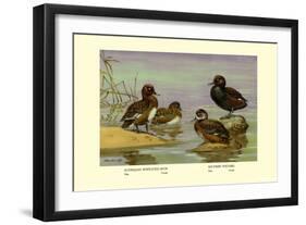 Australian White-Eyed and Southern Pochard Ducks-Allan Brooks-Framed Art Print