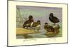 Australian White-Eyed and Southern Pochard Ducks-Allan Brooks-Mounted Art Print