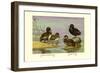 Australian White-Eyed and Southern Pochard Ducks-Allan Brooks-Framed Art Print