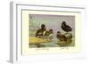Australian White-Eyed and Southern Pochard Ducks-Allan Brooks-Framed Art Print