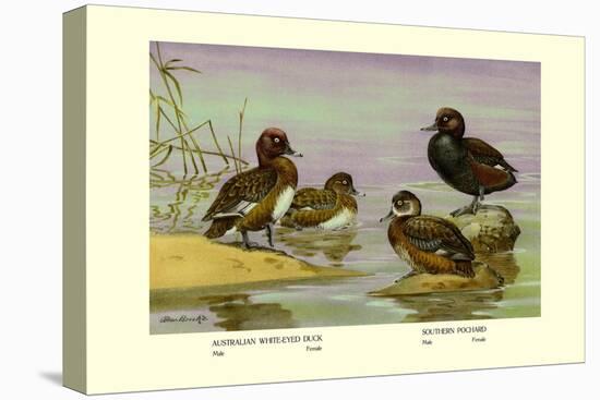 Australian White-Eyed and Southern Pochard Ducks-Allan Brooks-Stretched Canvas