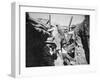 Australians in the Trenches, Gallipoli Campaign, 1915-null-Framed Giclee Print