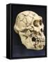 Australopithecus Afarensis ("Lucy")-null-Framed Stretched Canvas