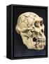 Australopithecus Afarensis ("Lucy")-null-Framed Stretched Canvas