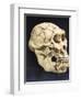 Australopithecus Afarensis ("Lucy")-null-Framed Photographic Print