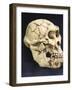 Australopithecus Afarensis ("Lucy")-null-Framed Photographic Print