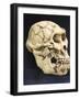 Australopithecus Afarensis ("Lucy")-null-Framed Photographic Print