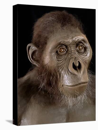 Australopithecus Afarensis-Javier Trueba-Stretched Canvas