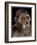 Australopithecus Afarensis-Javier Trueba-Framed Premium Photographic Print