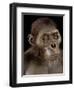Australopithecus Afarensis-Javier Trueba-Framed Premium Photographic Print