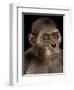 Australopithecus Afarensis-Javier Trueba-Framed Premium Photographic Print