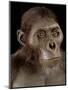Australopithecus Afarensis-Javier Trueba-Mounted Premium Photographic Print