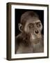 Australopithecus Afarensis-Javier Trueba-Framed Photographic Print