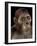 Australopithecus Afarensis-Javier Trueba-Framed Photographic Print