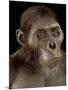 Australopithecus Afarensis-Javier Trueba-Mounted Photographic Print