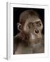 Australopithecus Afarensis-Javier Trueba-Framed Photographic Print