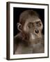 Australopithecus Afarensis-Javier Trueba-Framed Photographic Print