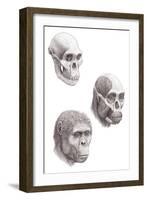 Australopithecus Africanus-Mauricio Anton-Framed Photographic Print