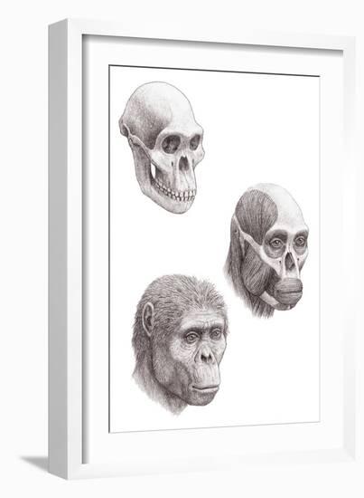 Australopithecus Africanus-Mauricio Anton-Framed Photographic Print