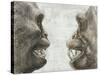 Australopithecus And Chimpanzee Teeth-Kennis and Kennis-Stretched Canvas