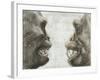 Australopithecus And Chimpanzee Teeth-Kennis and Kennis-Framed Photographic Print