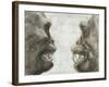 Australopithecus And Chimpanzee Teeth-Kennis and Kennis-Framed Photographic Print