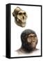 Australopithecus Boisei-Mauricio Anton-Framed Stretched Canvas