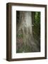 Austria, Bregenz Forest, polypores-Roland T. Frank-Framed Photographic Print